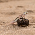 Namibgecko