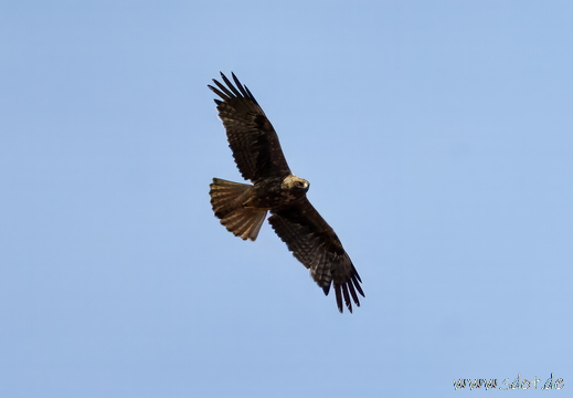 Vögel